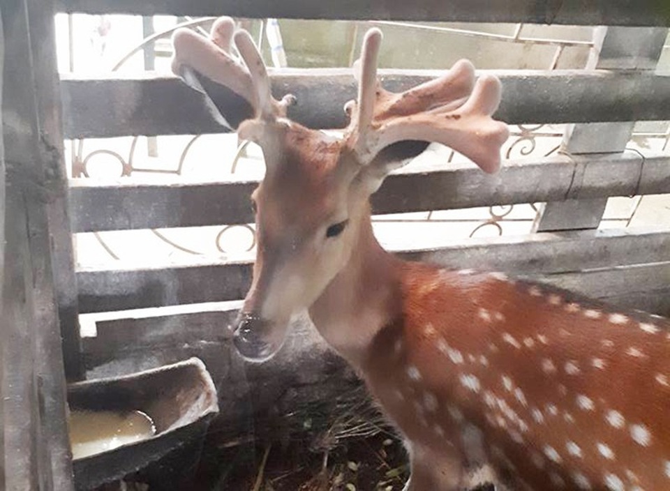 Cặp nhung được trả giá rất cao so với thị trường nhưng ông Lợi vẫn chưa bán.