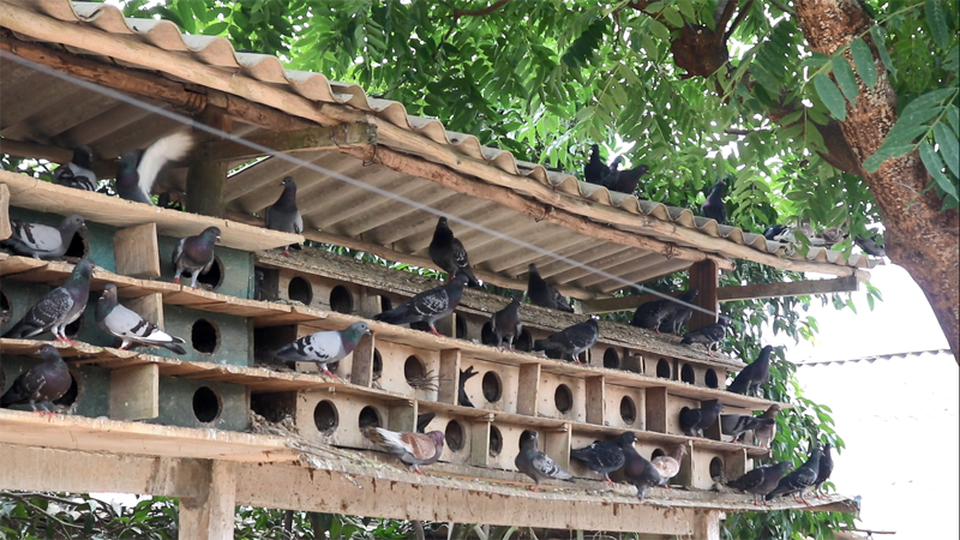 Người cựu chiến binh “bắt” đồi trọc đẻ hơn 700 triệu đồng/năm - 7 Chuồng nuôi bồ câu cho thu nhập hơn 20 triệu đồng/tháng