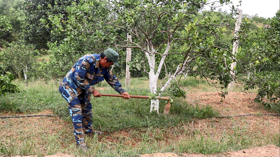 Người cựu chiến binh “bắt” đồi trọc đẻ hơn 700 triệu đồng/năm - 1
Mặc thời tiết oi bức cựu chiến binh Nguyễn Mạnh Bá vẫn miệt mài lao động