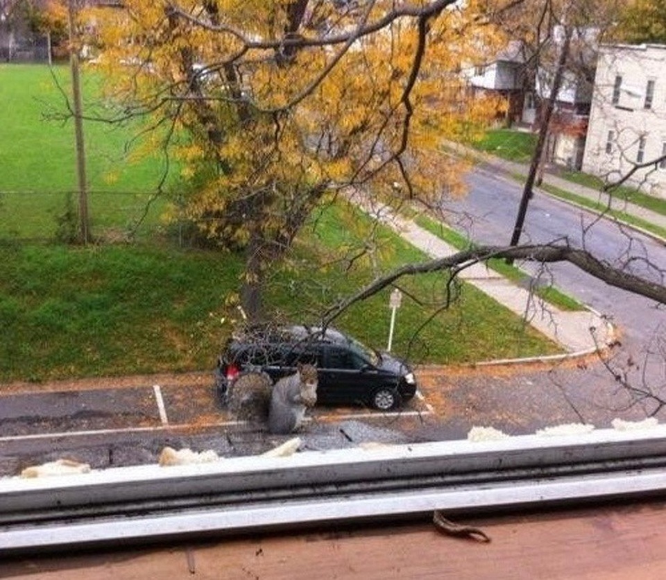 Một chú sóc đột biến với kích thước khổng lồ.