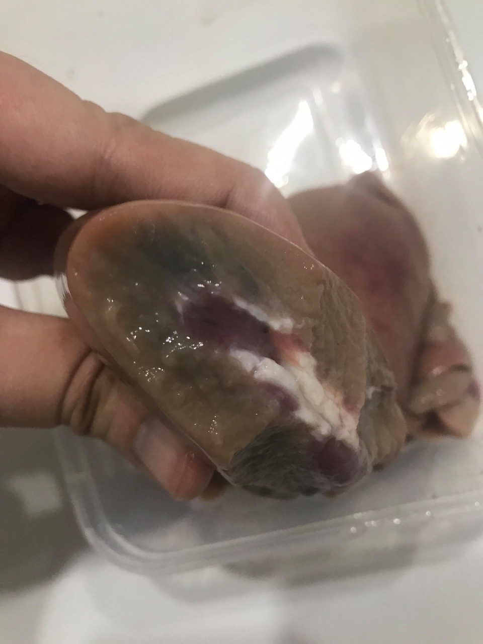 Tranh cãi vụ khách mua phải cật heo chuyển màu, bốc mùi hôi thối ở Big C - 1 Bên trong quả cật heo đã chuyển màu tím xanh và có mùi hôi thối. (Ảnh do nhân vật cung cấp)