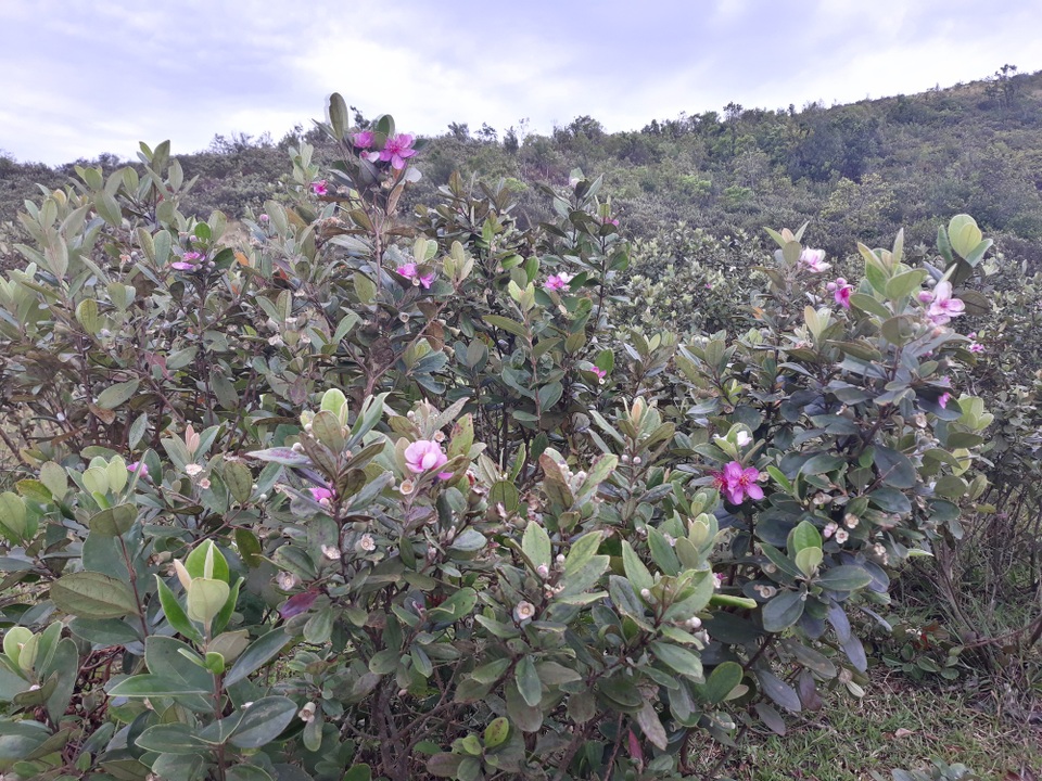 Vào thời điểm này, hàng ngàn cây sim trên thảo nguyên Bùi Hui đã bắt đầu cho trái. Xen lẫn trong những chùm trái chi chít là màu tím của hoa sim nở muộn
