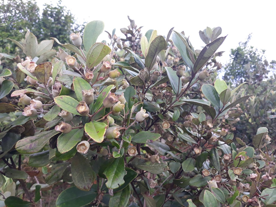 Đồi sim trên thảo nguyên Bùi Hui có hàng ngàn cây đang kết trái chi chít