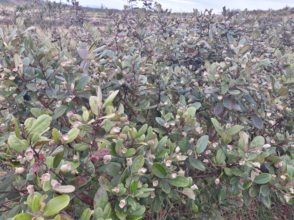 Người dân địa phương cho biết, khoảng giữa tháng 5 hoa sim nở tím cả quả đồi. Đến giữa tháng 7 thì sim sẽ bắt đầu chín rộ