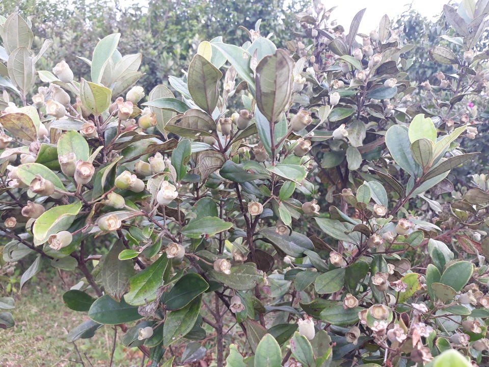 Khi sim chín người dân sẽ hái mang về xuôi bán để ăn hoặc làm rượu sim