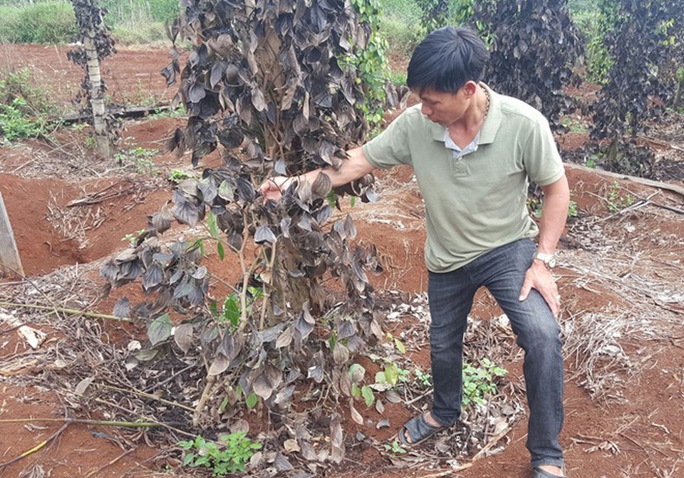 Xuất hiện nhóm giang hồ “đòi” bảo kê đất sản xuất của nông dân tại Đắk Nông! - 2 Những cây tiêu đã phủ trụ của gia đình anh Nguyễn Văn Hoàng bị phá hoại