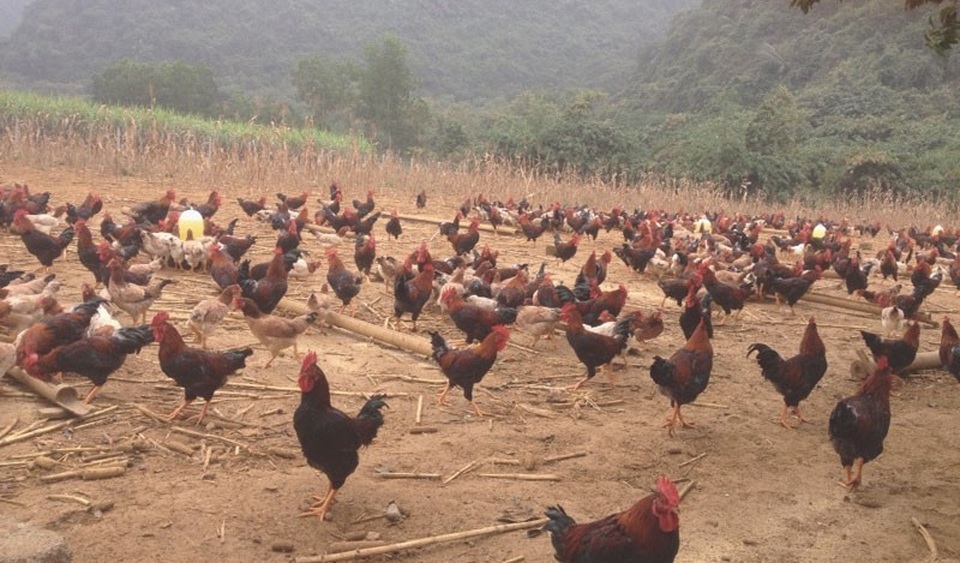 Liều mạng trời cho: Phi vụ 1 tuần thu hơn tỷ bạc - 1 Anh Hòa trúng đậm vì phi vụ nuôi gà ri mận bán dịp Tết năm ngoái