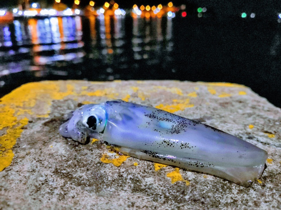 Lưu giữ mùa hè rực rỡ đảo Nam Du cùng Honor 10 - 9
Trong điều kiện thiếu sáng, mọi thứ đều có chi tiết tốt, thể hiện ngữ cảnh chính xác, ít nhiễu hạt và đủ gây ấn tượng với người xem. Thậm chí ảnh xóa phông vô cùng ảo diệu nhờ vào ánh sáng của đèn phía sau, làm cho bức ảnh trở bên lung linh hơn.