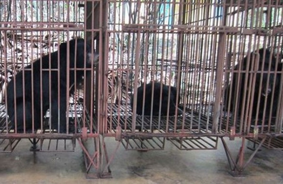 Thanh Hóa: Còn 4 cá thể gấu ngựa nuôi nhốt - 1 Trên địa bàn tỉnh Thanh Hóa có 4 cơ sở nuôi nhốt gấu