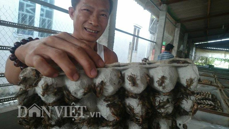 Lãi 100 triệu mỗi tháng nhờ gây dựng "đế chế dế" - 2 Anh Trương Thanh Dũng và 1 khay chứa trứng bám đầy dế. Ảnh: Hữu Danh (Danviet).