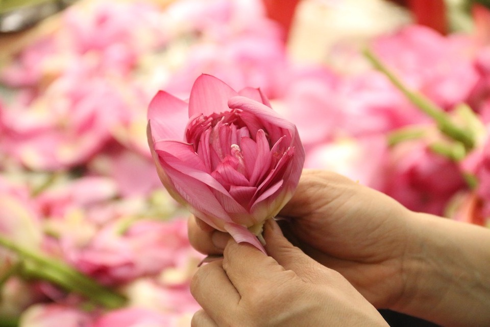 “Siêu phẩm” trà cổ làm từ 1000 bông sen, giá 7 triệu đồng ở Hà Nội có gì đặc biệt? - 3 Theo cụ Dần, để làm được loại trà sen Tây Hồ thượng hạng mất rất nhiều thời gian, công sức. Trong đó, loại sen để làm trà phải là những bông sen mọc trong đầm làng Quảng Bá, có cánh phớt hồng, vừa mới chớm nở còn chúm chím nụ.