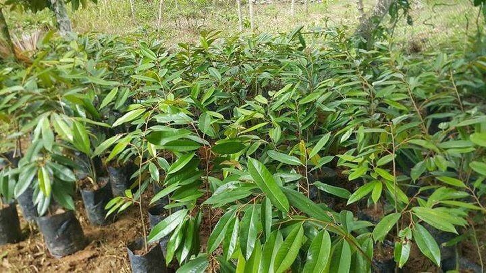 Phát sốt với giống sầu riêng ruột đỏ như máu giá 1 triệu đồng/cây - 3 Ở Việt Nam hiện này, loại sầu ruột đỏ cũng được khá nhiều chủ vườn nhập cây giống về bán với nhiều mức giá khác nhau