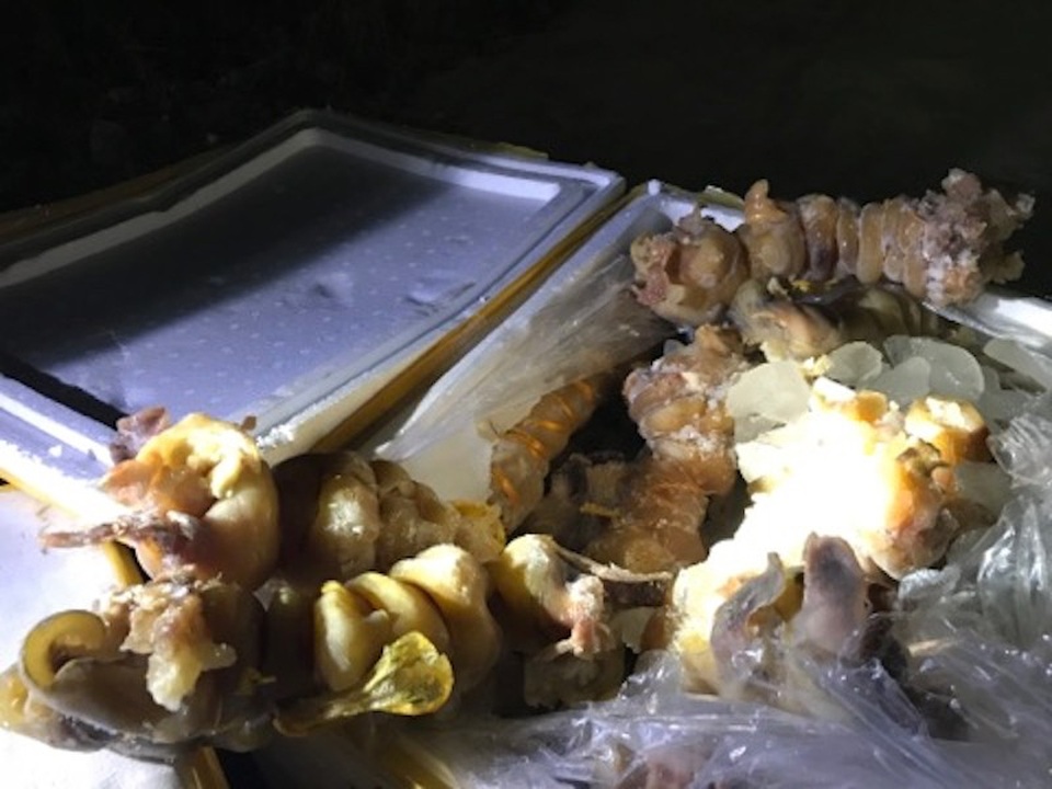 Hơn 2 tạ tai, chân, mũi bò qua sơ chế không giấy tờ suýt vào nhà hàng - 3 Hơn 2,6 tạ chân bò, tai mui, mũi ... bò qua sơ chế đưa từ Hà Nội vào Đà Nẵng để tiêu thụ thì bị bắt giữ.