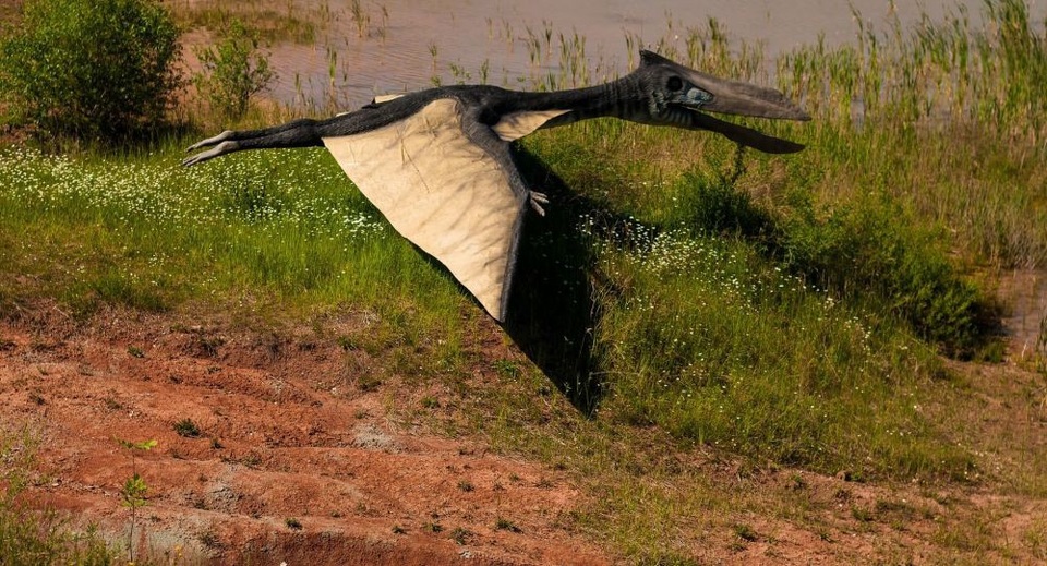 Phát lộ dấu vết bầy đàn khủng long sống cách đây 120 triệu năm - 1 Phát lộ dấu vết bầy đàn khủng long sống cách đây 120 triệu năm - 1