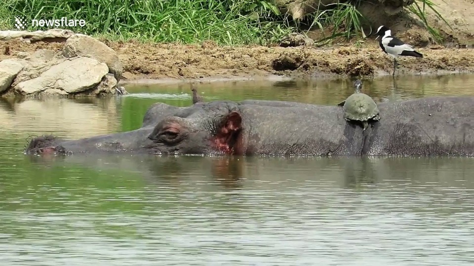 Ngộ nghĩnh: Bầy rùa leo lên lưng hà mã sưởi nắng - 1 Hà mã lười biếng để rùa terrapin leo lên lưng sưởi nắng