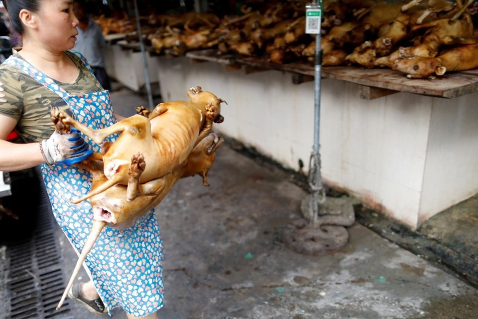 Bất chấp chỉ trích dữ dội, người dân vẫn quyết giữ phong tục ăn thịt chó - 6 Trong những năm qua, thành phố Ngọc Lâm hứng chịu nhiều chỉ trích vì ngày lễ tai tiếng này