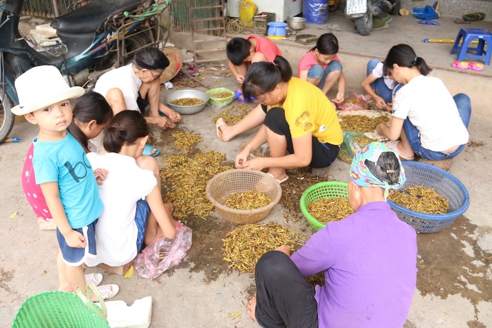 Dân làng chế biến châu chấu "bao nhiêu cũng hết" nhờ World Cup - 1
Những ngày này về xã Lê Thanh (huyện Mỹ Đức, Hà Nội) gặp nhiều nhóm người dân ngồi vặt cánh châu chấu để bán cho thương lái về thu mua.