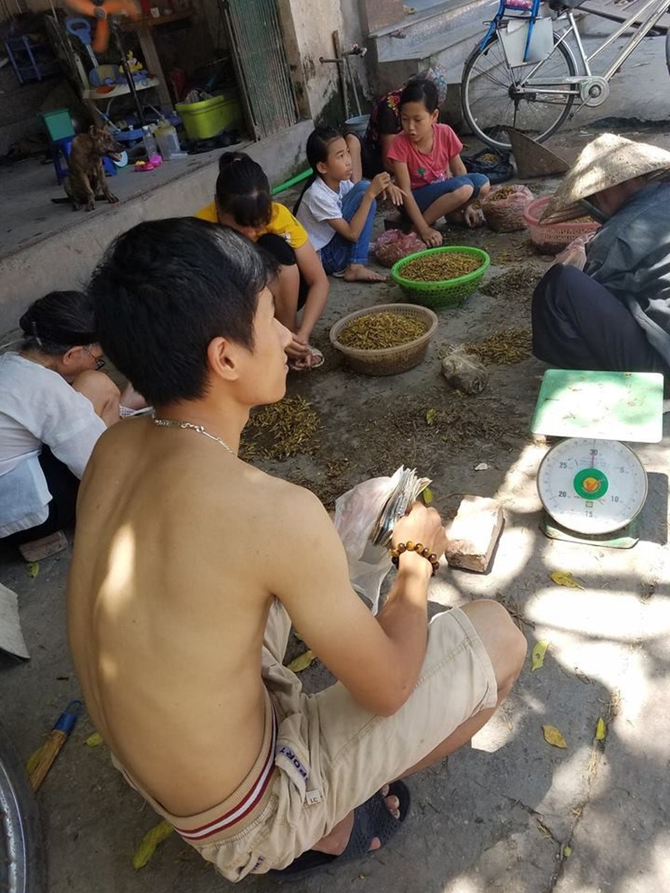 Thu tiền triệu mùa World Cup nhờ…châu chấu - 4 Anh Nguyễn Văn Huỳnh – chủ 1 cơ sở thu mua châu chấu đang đợi hàng từ Nghệ An, Thanh Hóa.