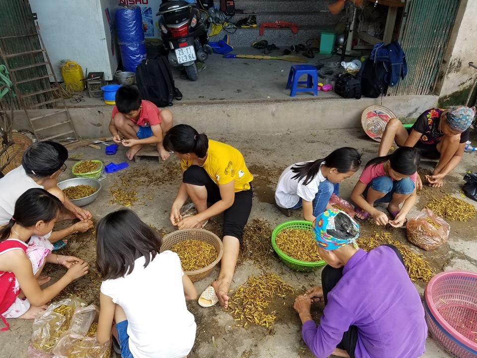 Thu tiền triệu mùa World Cup nhờ…châu chấu - 1 Tại 1 cơ sở sơ chế châu chấu làng Lai Xá.