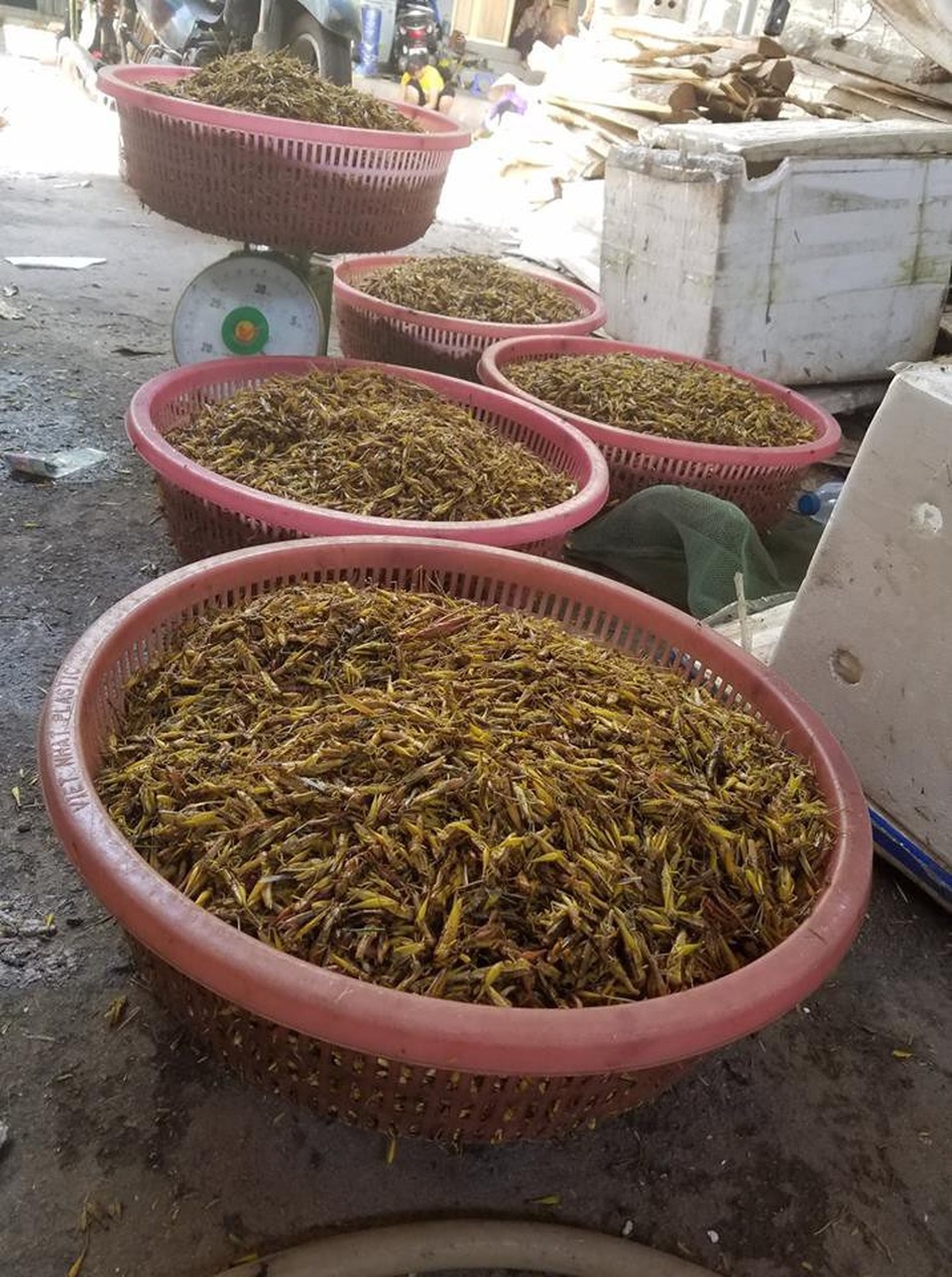 Thu tiền triệu mùa World Cup nhờ…châu chấu - 2 Sau khi sơ chế, thương lái tập trung châu chấu để chuẩn bị xuất hàng.