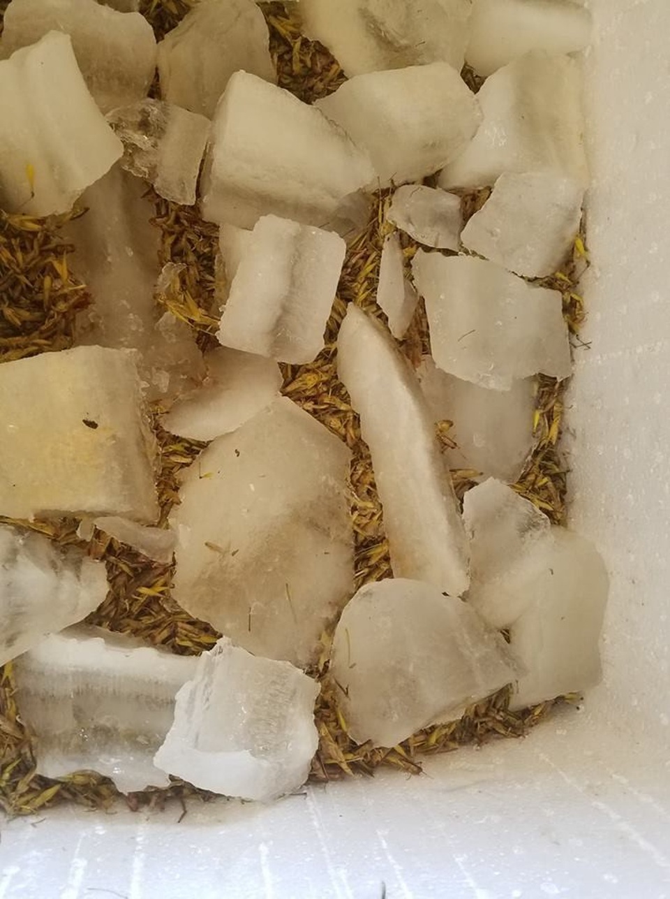 Thu tiền triệu mùa World Cup nhờ…châu chấu - 3 Bảo quản châu chấu bằng đá ướp lạnh để trong hộp xốp.