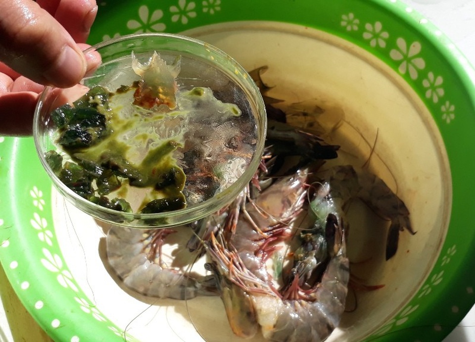 "Bắt tại trận" 2 cơ sở kinh doanh hải sản bơm tạp chất vào tôm - 4 Tôm được kiểm tra có hiện tượng mập, căng bất thường, các đốt trên thân tôm gần như bị giãn ra, nhất là đốt số 3 và đầu tôm to bất thường