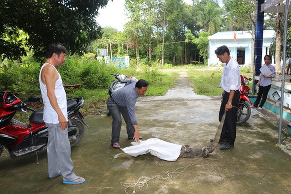 Phát hiện kỳ đà hoa "đi lạc" vào trụ sở UBND huyện - 1 Anh Hùng phải nhờ nhiều người hỗ trợ để vây bắt kỳ đà hoa đi lạc vào trụ sở UBND huyện Kiên Lương. Ảnh: P. Vân
