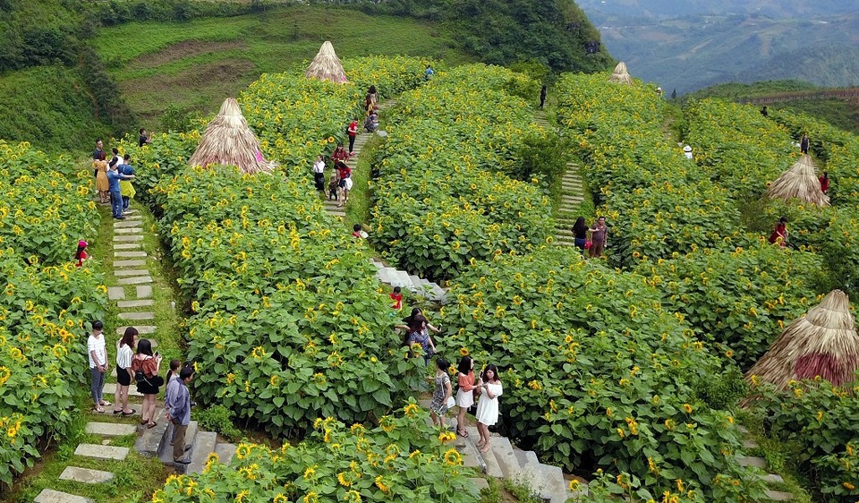 Giới trẻ đổ về Sa Pa chụp ảnh hoa hướng dương - 2 Giới trẻ đổ về Sa Pa chụp ảnh hoa hướng dương - 2