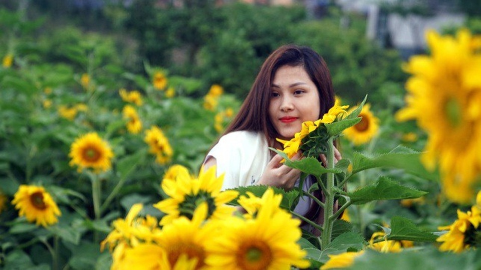 Giới trẻ đổ về Sa Pa chụp ảnh hoa hướng dương - 6 Giới trẻ đổ về Sa Pa chụp ảnh hoa hướng dương - 6