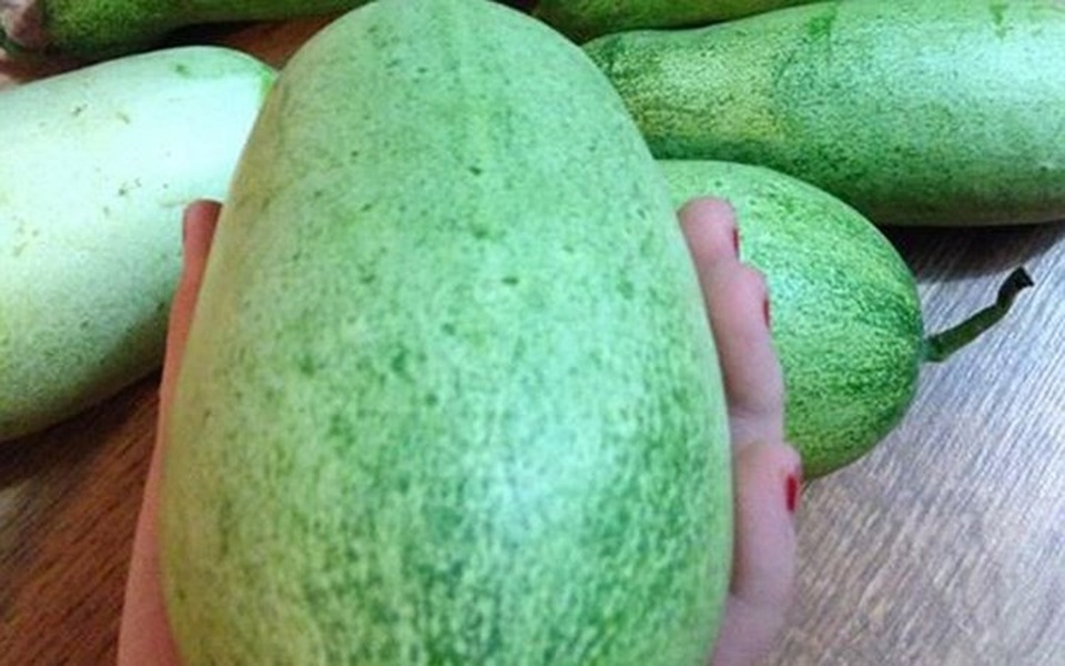 Dưa chuột mèo mỗi quả nặng gần 2kg khiến dân Hà Thành săn tìm - 1 Dưa chuột mèo có trọng lượng lớn gấp 3-4 lần so với các giống dưa truyền thống.
