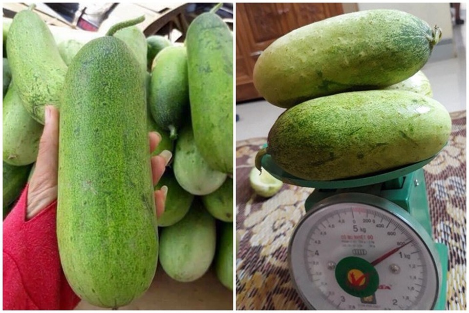 Dưa chuột mèo mỗi quả nặng gần 2kg khiến dân Hà Thành săn tìm - 2 Tại Hà Nội, loại dưa chuột này được chào bán với giá từ 30-50 nghìn đồng/kg đắt gấp khoảng 2 lần so với dưa chuột thường.