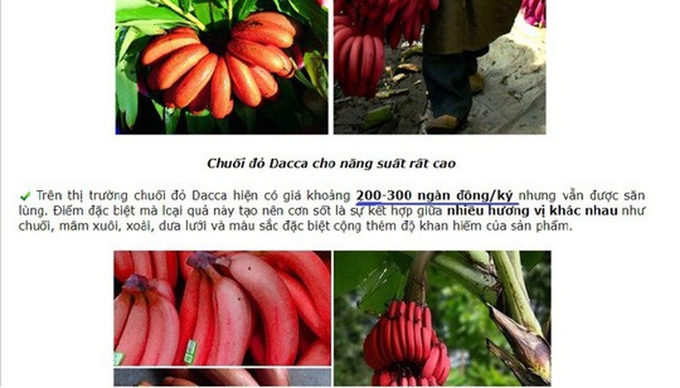 Thực hư về loại chuối đỏ 300.000 đồng/kg - 1
Một website bán giống chuối đỏ giới thiệu giá bán chuối này lên đến 200.000 - 300.000 đồng/kg