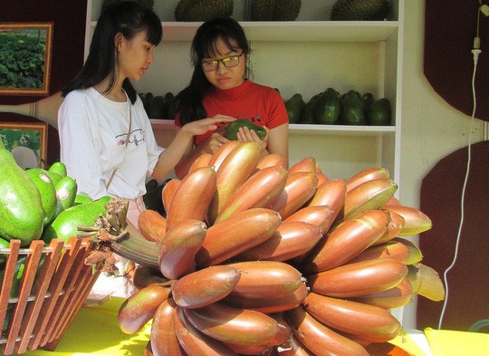 Thực hư về loại chuối đỏ 300.000 đồng/kg - 2
Sự thật là giá chuối đỏ chỉ ở khoảng 40.000 đồng/kg
