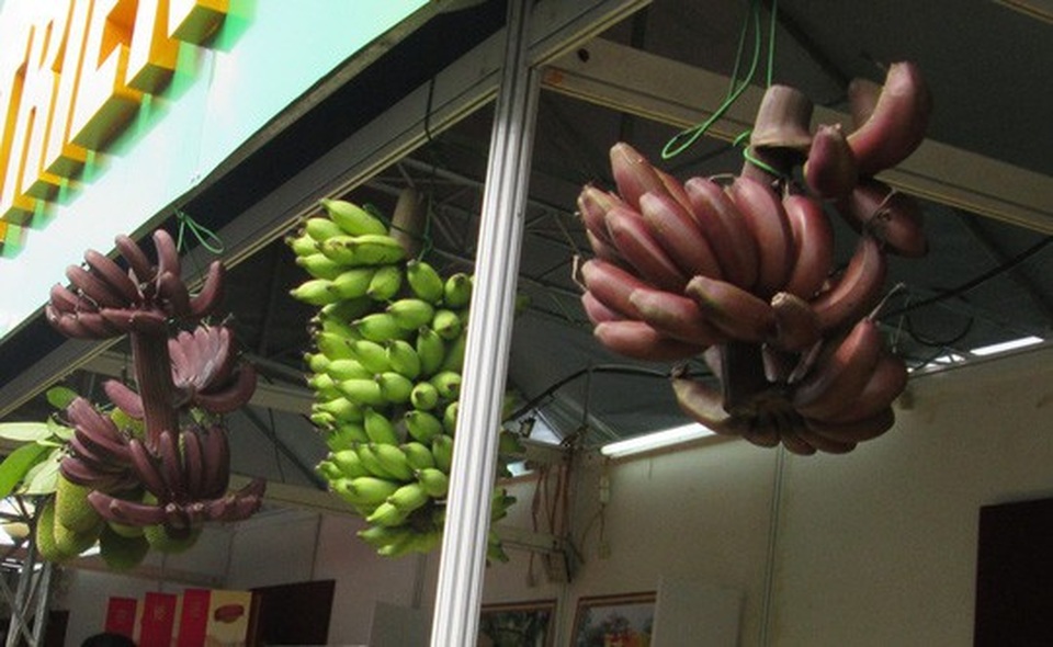 Thực hư về loại chuối đỏ 300.000 đồng/kg - 3 Thực hư về loại chuối đỏ 300.000 đồng/kg - 3
