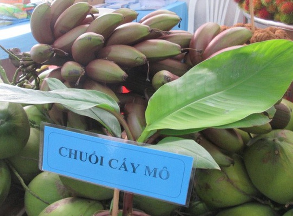 Thực hư về loại chuối đỏ 300.000 đồng/kg - 4
Việc đồn thổi giá bán chuối đỏ cao ngất chủ yếu là để bán cây giống giá cao