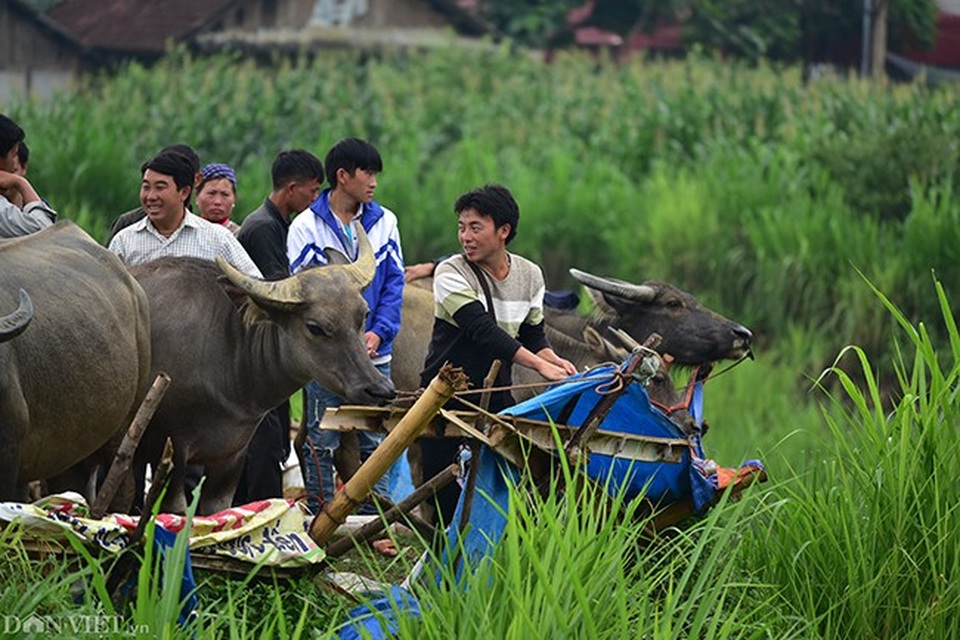 Giá trâu dao động từ trên 20 triệu đồng đến 50 triệu đồng tùy con. Giá nghé thường ở mức trên dưới 5 triệu một con.