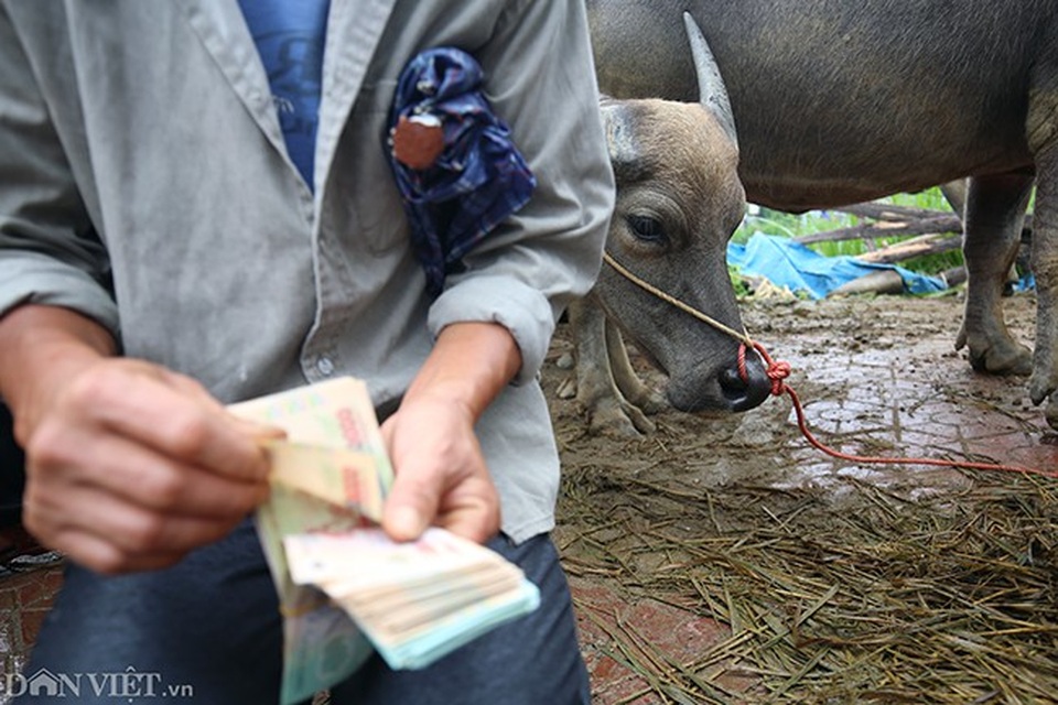 Là một trong những chợ trâu lớn nhất Tây Bắc, mỗi phiên chợ có đến gần trăm con trâu được mua bán.