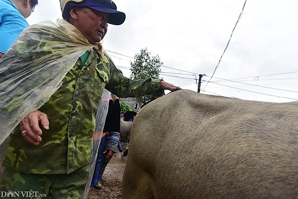 Dù bán được trâu hay không, người chủ trâu khi đến với chợ phiên Bắc Hà cũng không lấy làm buồn lòng. Họ coi đây là dịp để khoe trâu của nhà mình với nhà khác. Đó như là một hình thức triển lãm trâu giữa phiên chợ đặc biệt của vùng cao Tây Bắc.