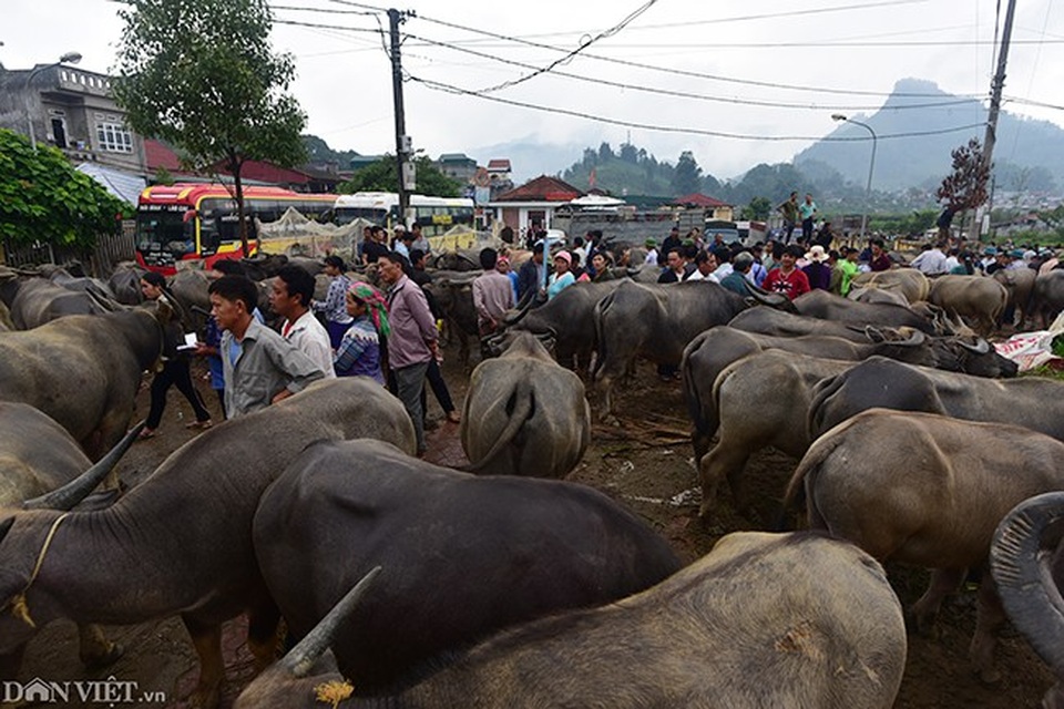 Hàng trăm con trâu có mặt tại đây phải di chuyển một quãng đường khá dài từ bản, những vùng núi cao xuống. Có chủ trâu, phải dắt từ 2 - 3 giờ sáng mới kịp có mặt tại phiên chợ.