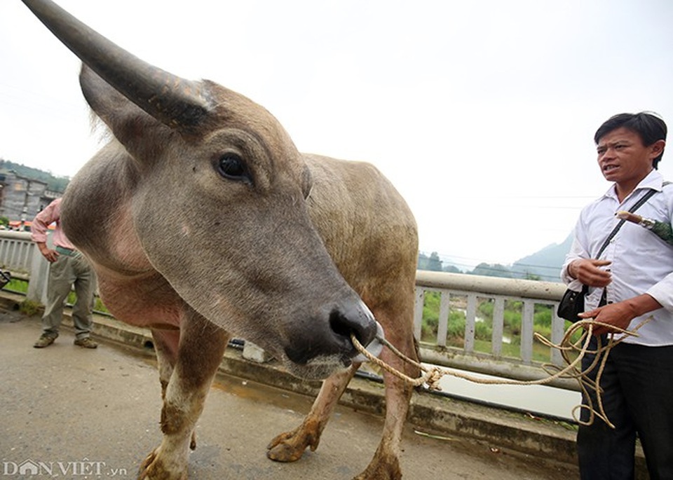 Những con trâu mộng to khỏe, lực lưỡng, thân hình đen bóng với dáng đứng lừng lững, cặp sừng vênh vênh nhọn hoắt được khá nhiều người lựa chọn.