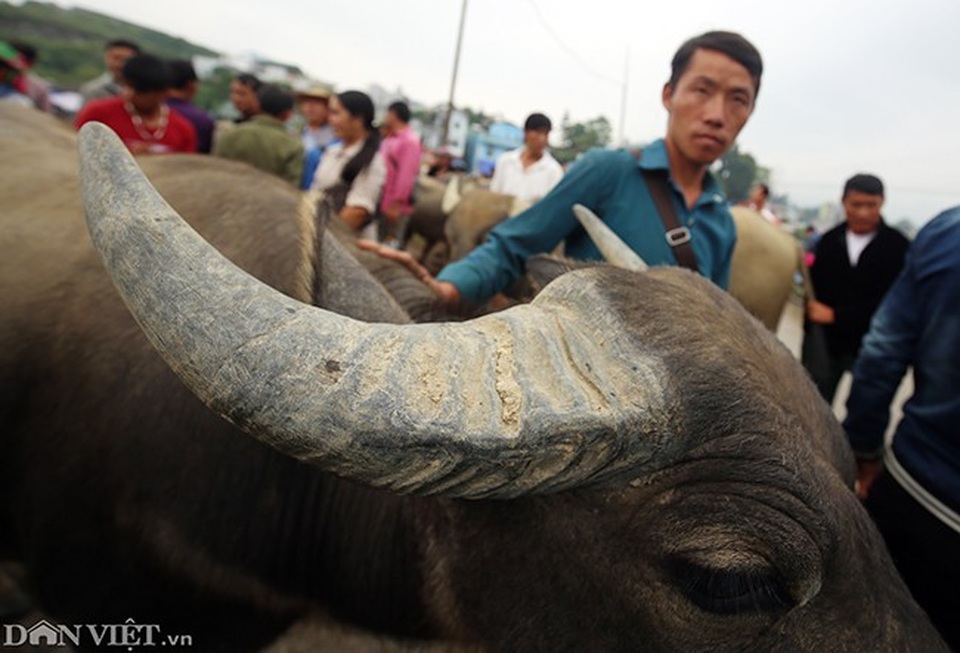 Anh Lý Seo Tráng, một người dân xã Tả Van Chư (Bắc Hà) cho biết để tìm được con trâu tốt thì phải biết cách chọn và tham khảo tư vấn của nhiều người.