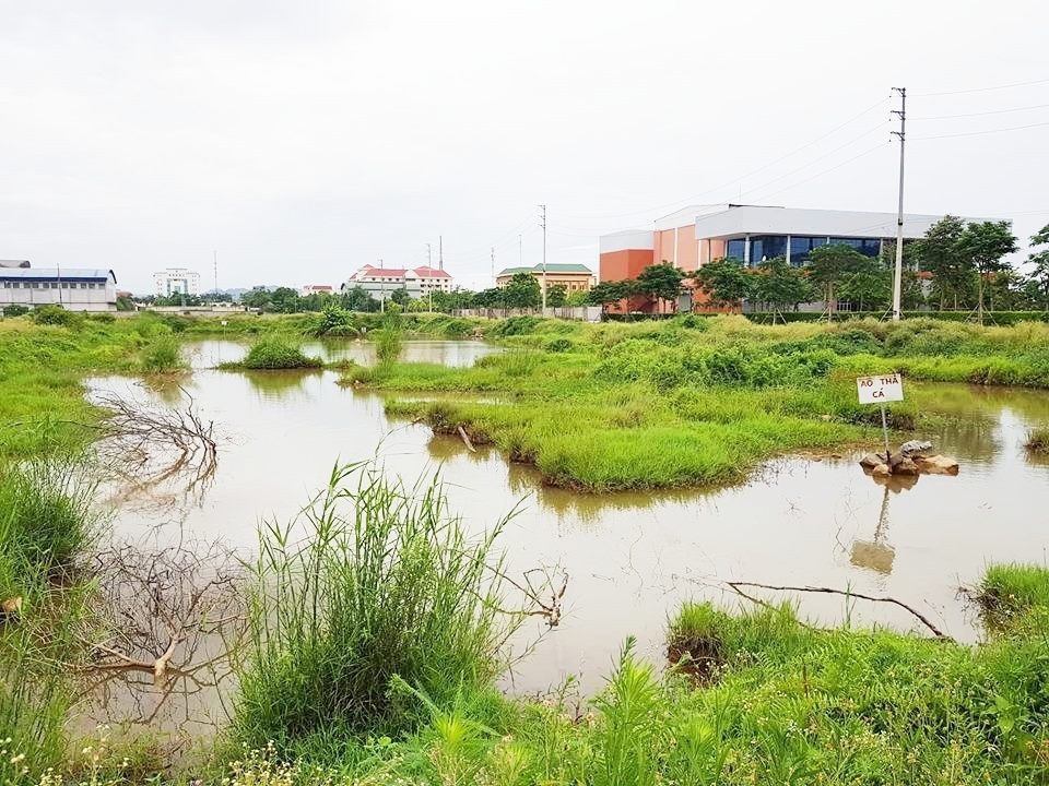 Hơn 20ha “đất vàng” bỏ hoang giữa thành phố Ninh Bình - 3 Diện tích đất có giá trên chục triệu đồng 1m2 bị biến thành ao thả cá của người dân.