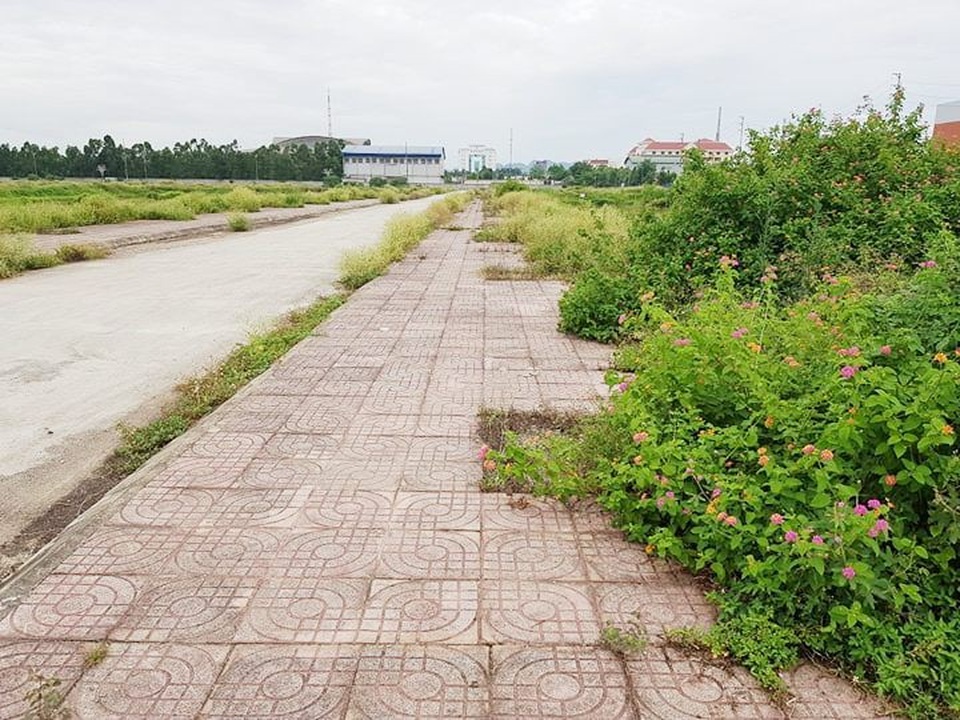 Hơn 20ha “đất vàng” bỏ hoang giữa thành phố Ninh Bình - 6 Nhiều năm bị bỏ hoang, cây cỏ mọc um tùm, tràn lan khắp nơi.