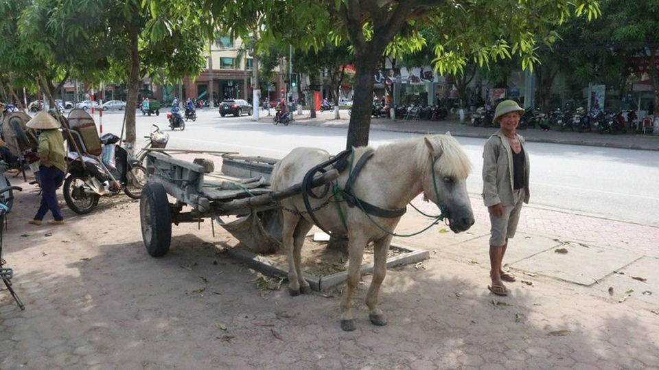 Ông lão U70 miệt mài 30 năm "bám ngựa" mưu sinh - 4 Bác Dung lại đứng chờ khách gọi chở hàng.