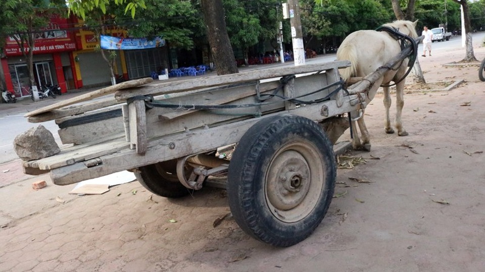 Ông lão U70 miệt mài 30 năm "bám ngựa" mưu sinh - 3 Ngoài bị phạt vì đậu sai chỗ, những người mưu sinh bằng nghề đánh xe ngựa như bác Dung cũng phải luôn để ý để ngựa không phóng uế mất vệ sinh