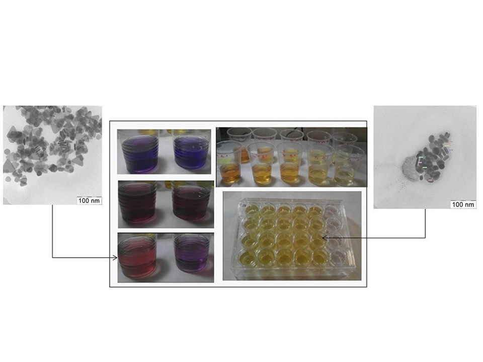 Giới khoa học Nga xác minh độc sinh thái của các hạt nano bạc - 2 Giới khoa học Nga xác minh độc sinh thái của các hạt nano bạc - 2