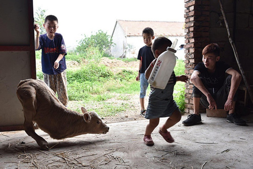 Bê 2 chân đột biến trông giống hệt kangaroo - 1 Con bê rất được bọn trẻ trong làng yêu quý