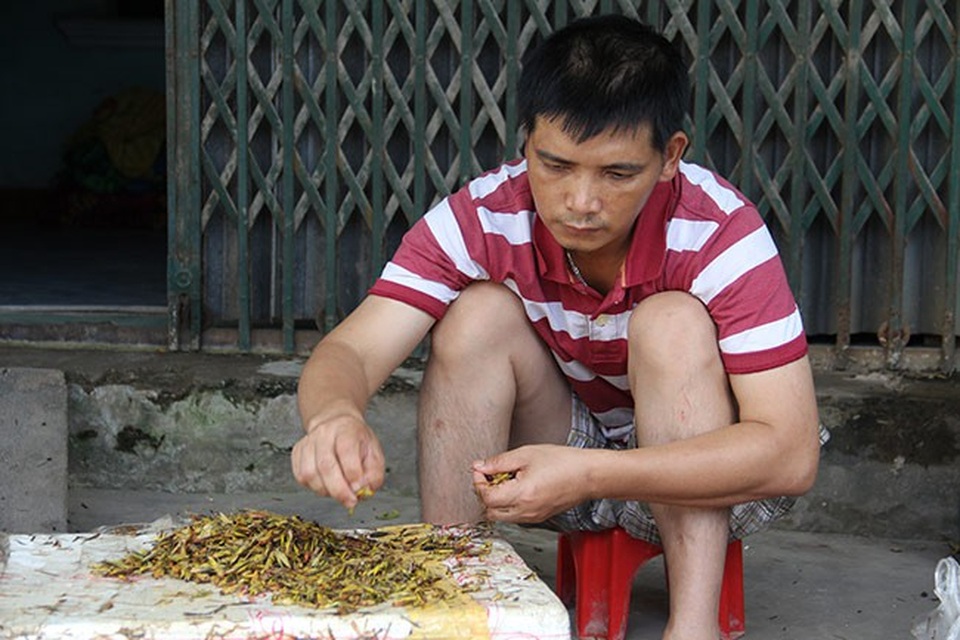Nghề lạ: Nhặt cánh côn trùng cũng có tiền - 4 Thương lái đang tập trung sơ chế để hoàn thiện “mẻ hàng” sớm