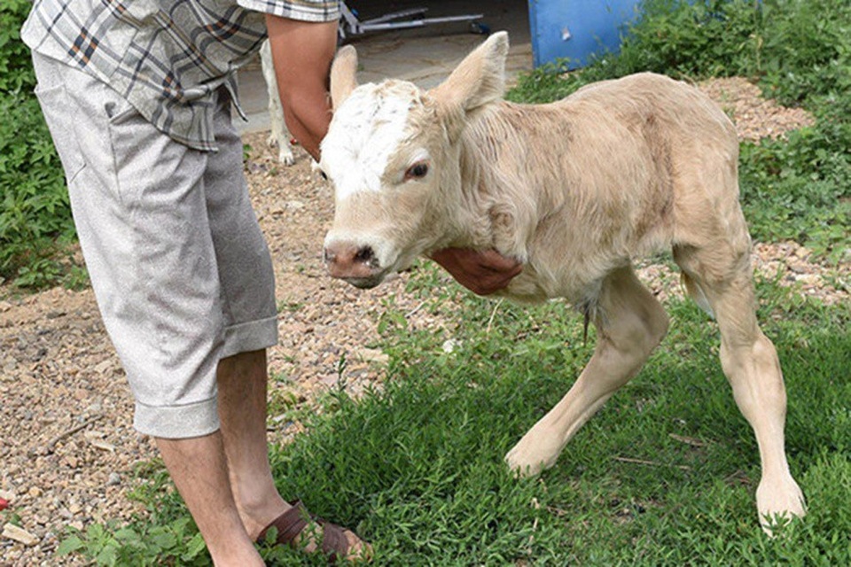 Bê 2 chân đột biến trông giống hệt kangaroo - 2 Con bê bị đột biến và chỉ có 2 chân sau