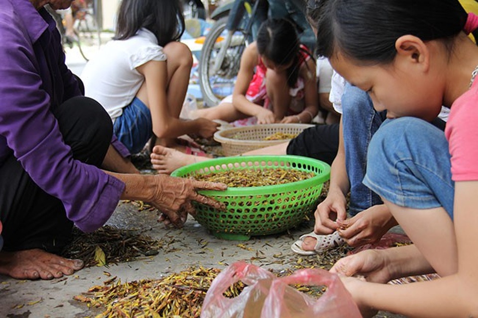 Nghề lạ: Nhặt cánh côn trùng cũng có tiền - 2 Nguyễn Linh, 12 tuổi chia sẻ: “Em tranh thủ nhặt cánh châu chấu để phụ giúp gia đình, cứ 1 kg châu chấu sạch là được 5.000 đồng”